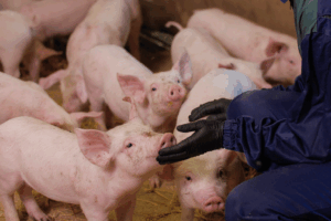 Vapaaporsitus Vapaaporsitus